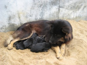 Dog_01