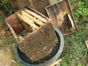 Honey_1 Honey_1