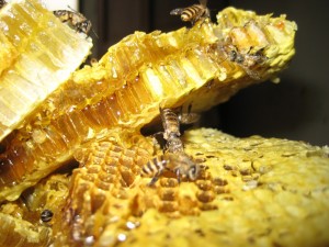 Honey_3 Honey_3