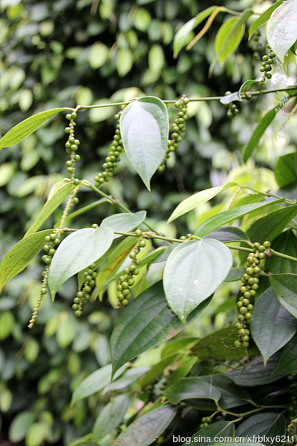 49b0d2b5gdac566951490&690